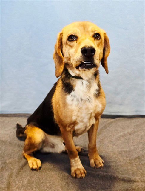 ELVIS - Beagle available for adoption