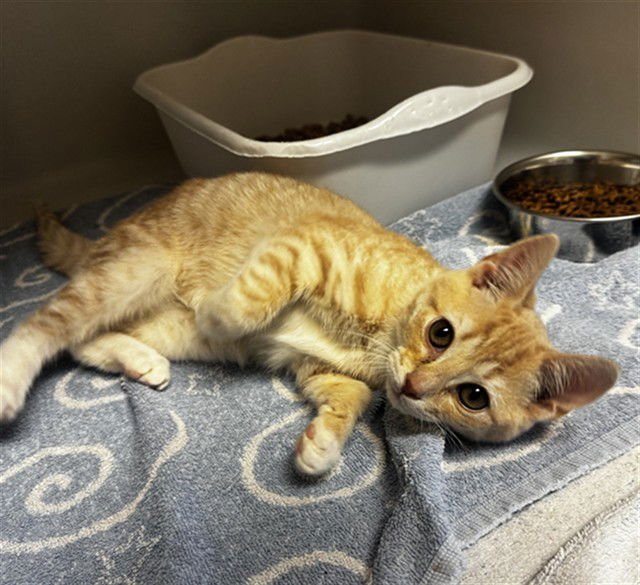 DENNIS THE MENACE - Domestic Short Hair available for adoption