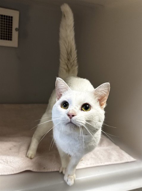 FROSTY - Domestic Short Hair available for adoption