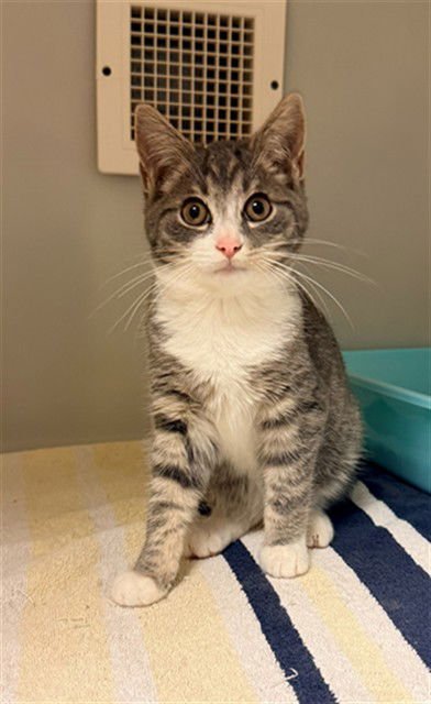 CALLIOPE - Domestic Short Hair available for adoption