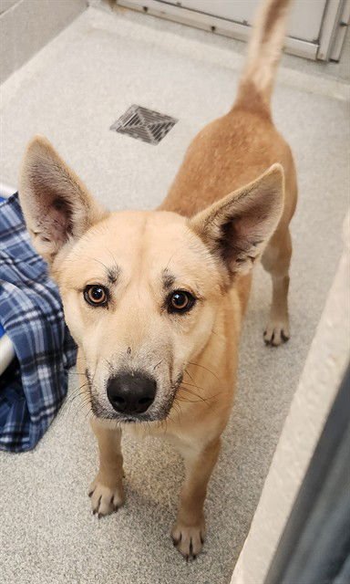 BOOMER - Carolina Dog available for adoption
