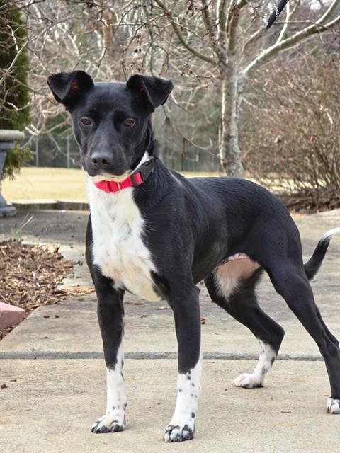 JANET - Border Collie available for adoption