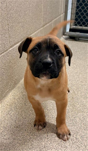 CITRINE - Boxer available for adoption