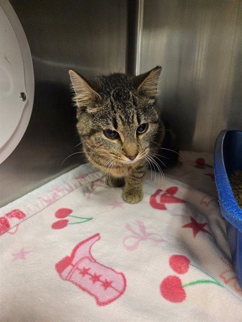 NAMI - Domestic Short Hair available for adoption