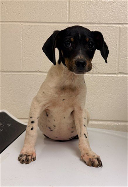 COVE - Beagle / Feist available for adoption