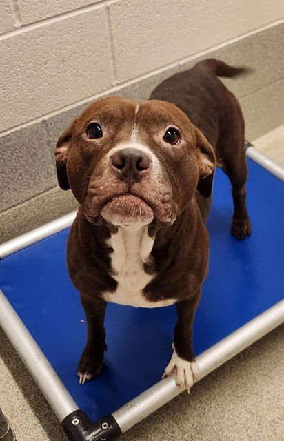 COCO - Pit Bull Terrier available for adoption