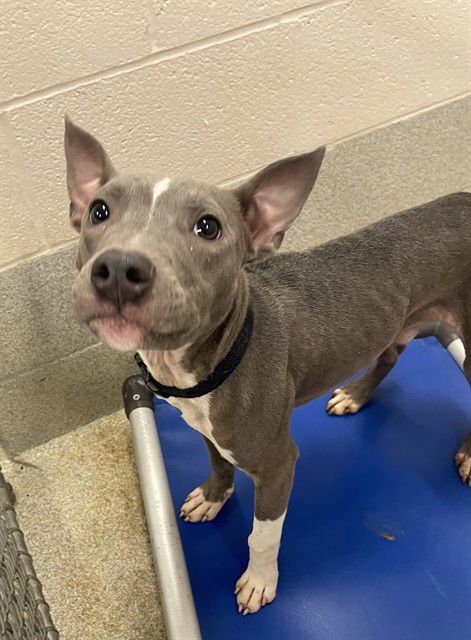 JOSIAH - Pit Bull Terrier available for adoption