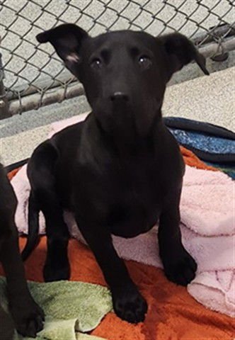 PEBBLES - Labrador Retriever available for adoption