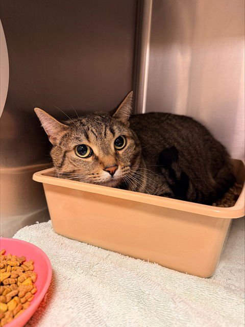 LAWU - Domestic Short Hair available for adoption