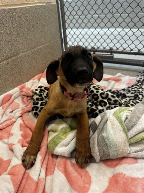 WEDNESDAY - Belgian Shepherd Malinois available for adoption