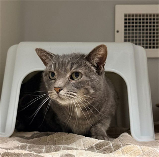 TOMMI - Domestic Short Hair available for adoption