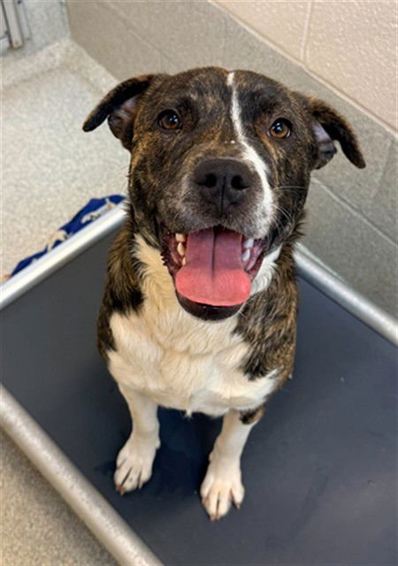 DARLENE - Pit Bull Terrier available for adoption