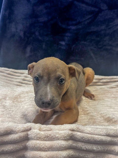 JADE - Pit Bull Terrier / German Shepherd Dog available for adoption