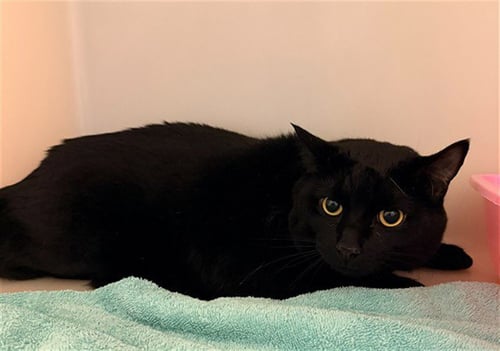 ALVIN - Domestic Short Hair available for adoption