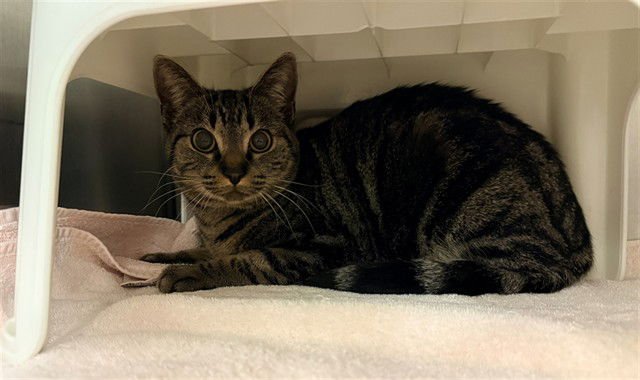 JIN - Domestic Short Hair available for adoption