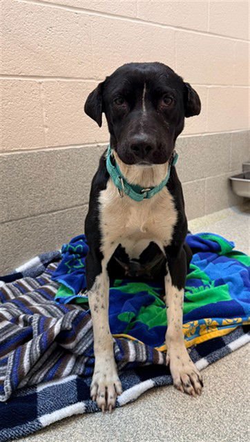 ALLIE - Labrador Retriever available for adoption