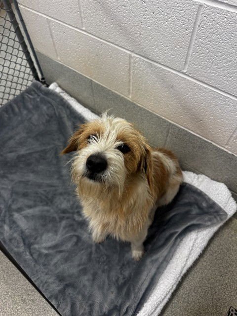 WALLY - Terrier available for adoption