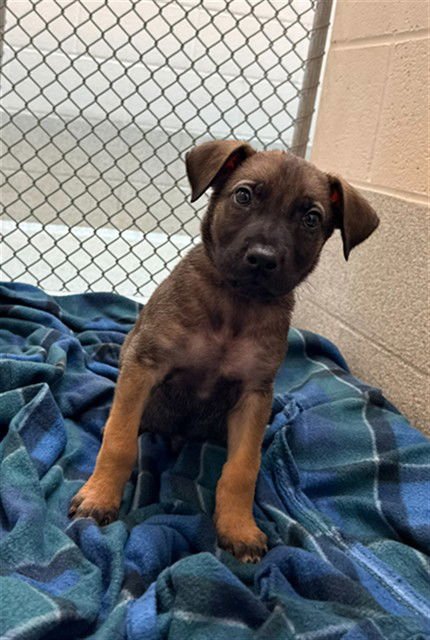 MALACHITE - German Shepherd Dog available for adoption