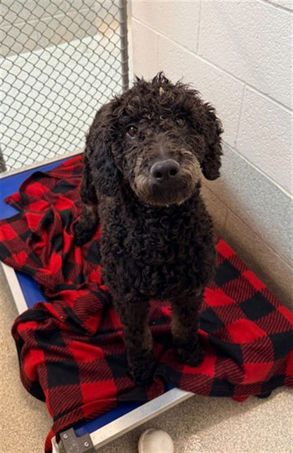 JASPER - Poodle (Standard) available for adoption