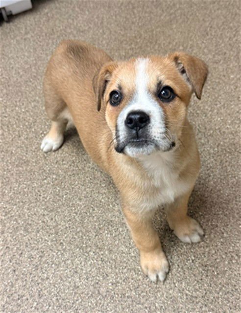 SLATE - Boxer available for adoption