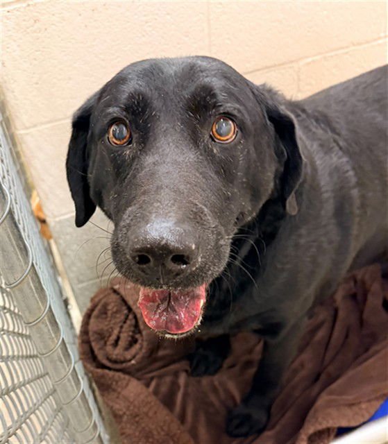 SKIPPER - Labrador Retriever available for adoption