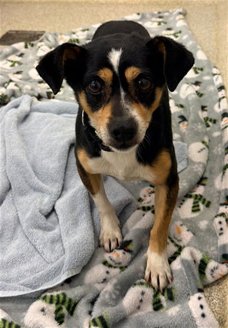 HOBART - Parson Russell Terrier available for adoption