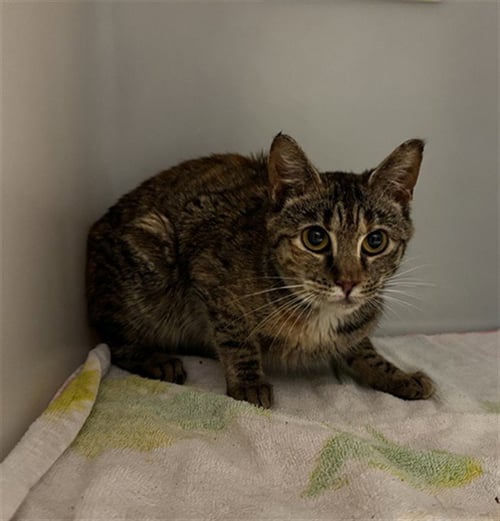 ALEX - Domestic Short Hair available for adoption