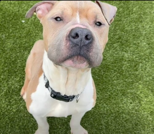 SAMMY - Pit Bull Terrier available for adoption