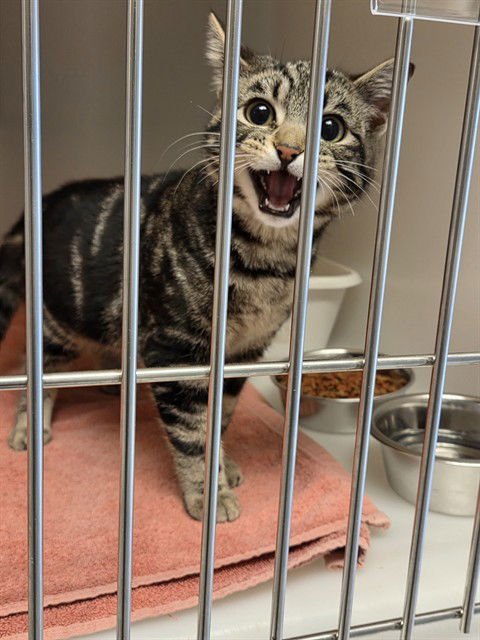 MARLOWE - Domestic Short Hair available for adoption