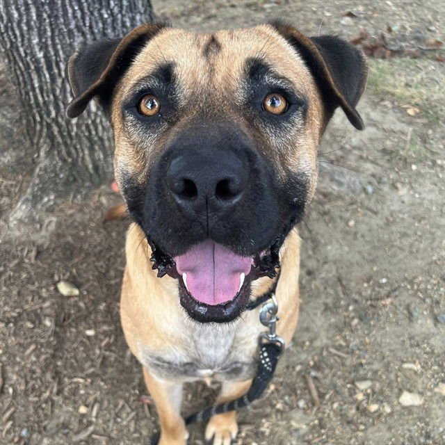 LURCH - Mastiff / German Shepherd Dog available for adoption