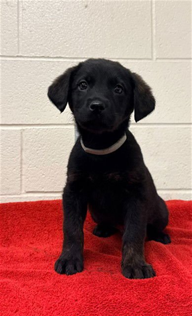 MR. RIBBIT - Labrador Retriever available for adoption