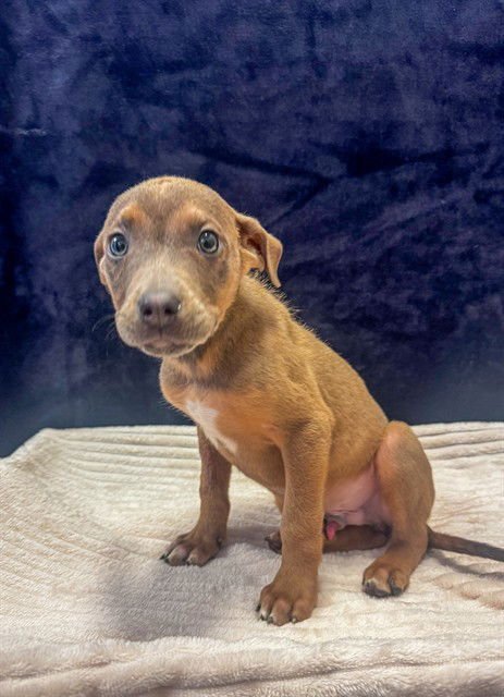 TOPAZ - Pit Bull Terrier / German Shepherd Dog available for adoption