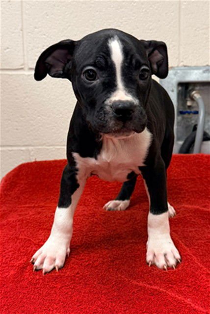 LYRA - Pit Bull Terrier available for adoption