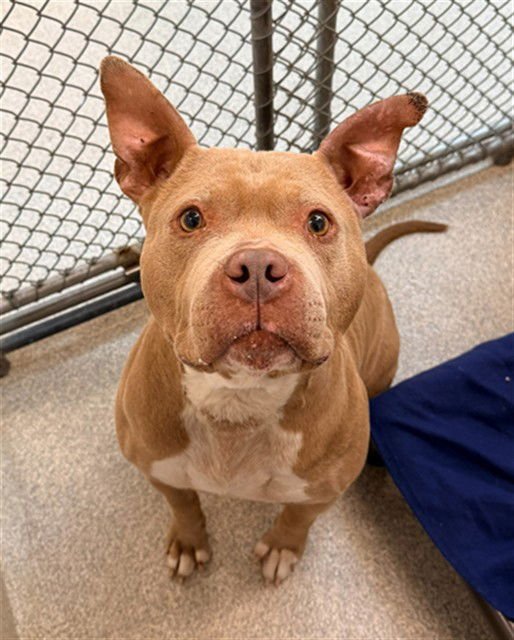 VANNA - Pit Bull Terrier available for adoption