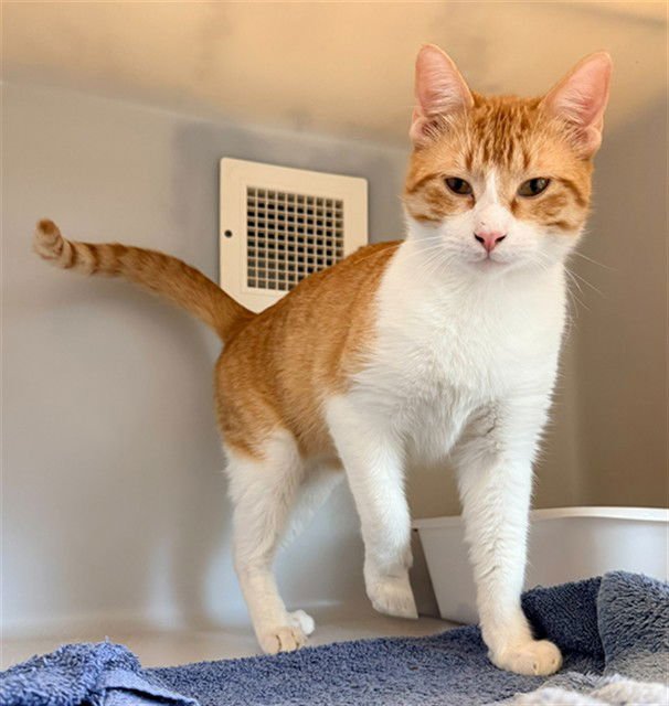 STILES - Domestic Short Hair available for adoption