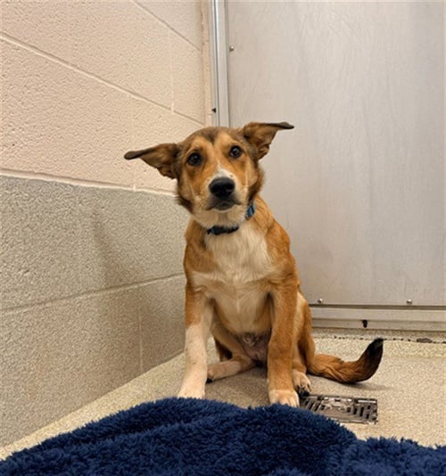 ARLO - German Shepherd Dog / Siberian Husky available for adoption