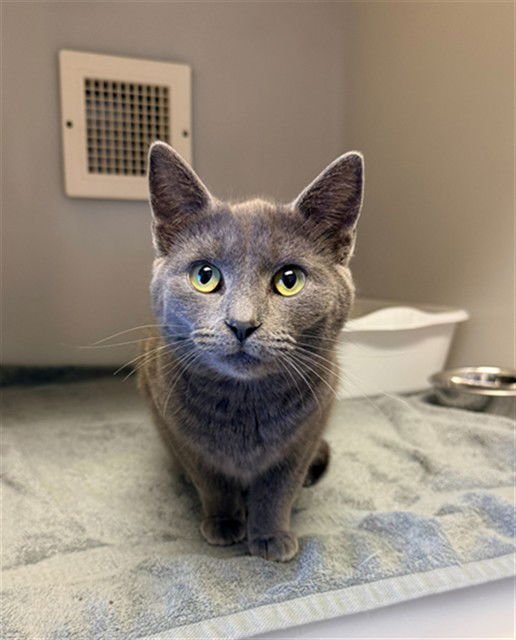 BABY YODA - Domestic Short Hair available for adoption