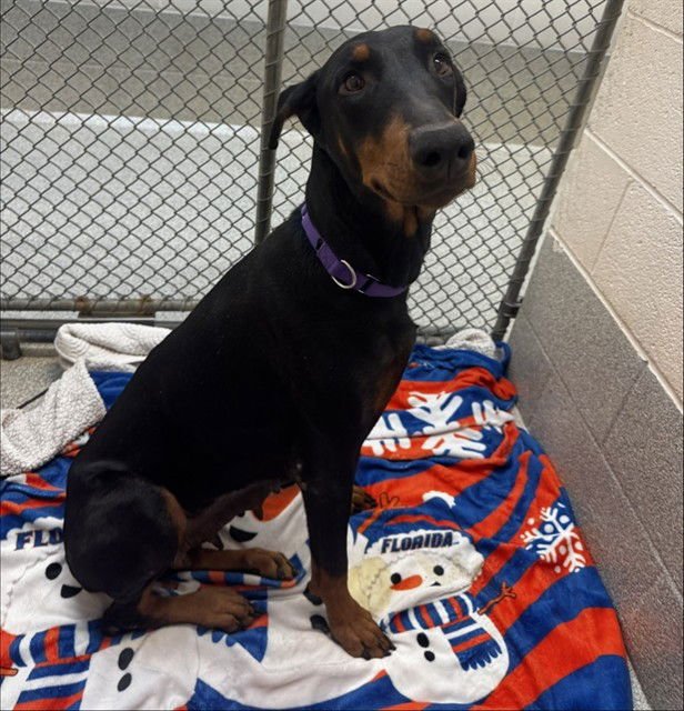 MARGARET - Doberman Pinscher available for adoption