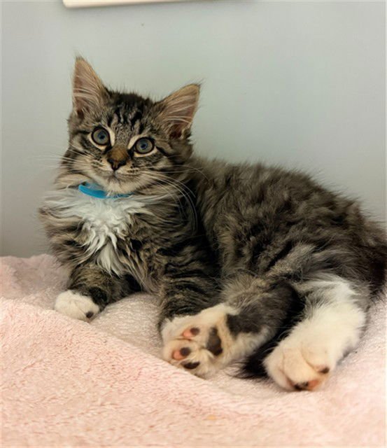 LEXI - Domestic Medium Hair available for adoption