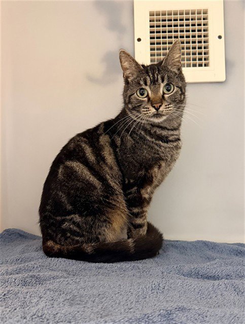 COFFEE CAKE - Domestic Short Hair available for adoption