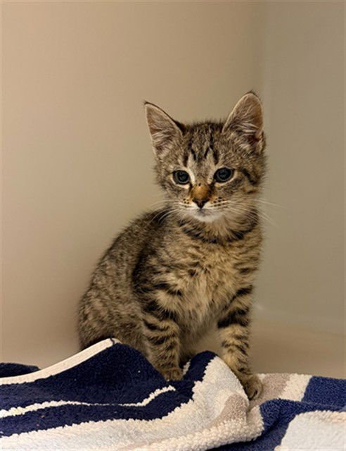 MARO - Domestic Short Hair available for adoption