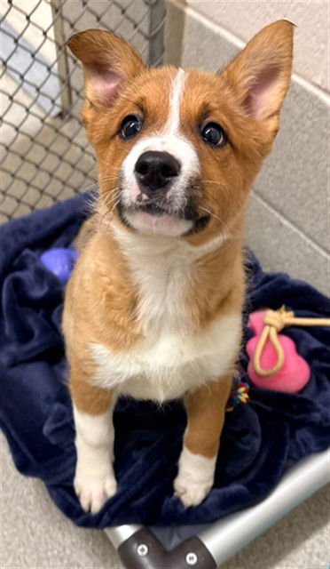 VALENTINA - German Shepherd Dog / Australian Cattle Dog/Blue Heeler available for adoption