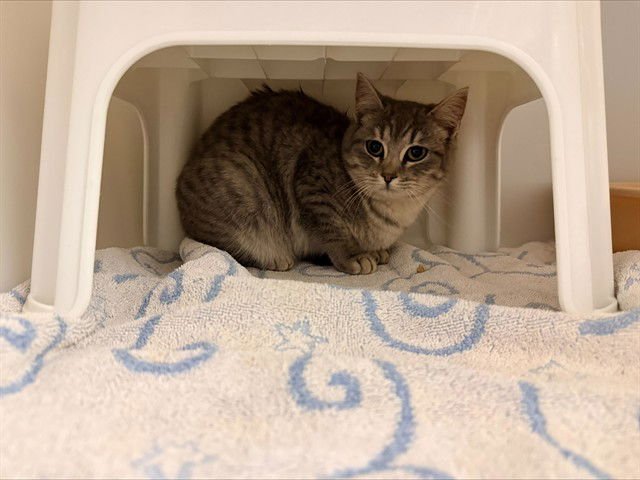 JADE - Domestic Short Hair available for adoption