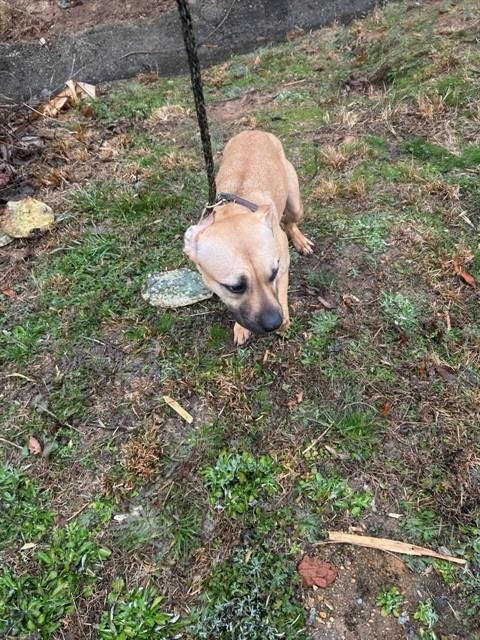 HONEY-BUN - Pit Bull Terrier available for adoption