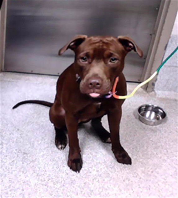 REBA - Pit Bull Terrier available for adoption