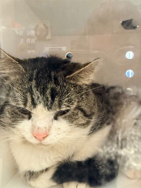 ENZO - Domestic Short Hair available for adoption