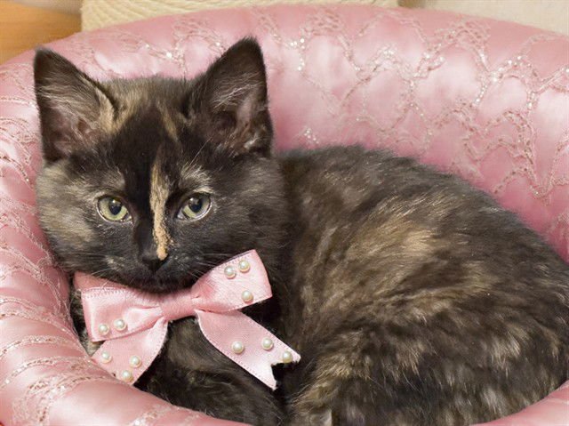 COOKIE - Domestic Short Hair available for adoption