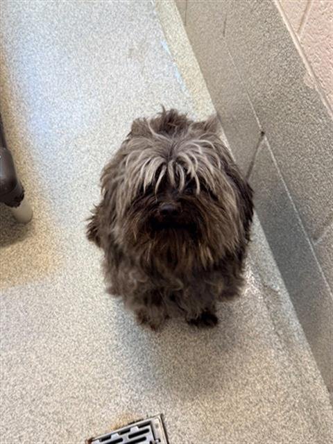 BERTRAM - Shih Tzu available for adoption