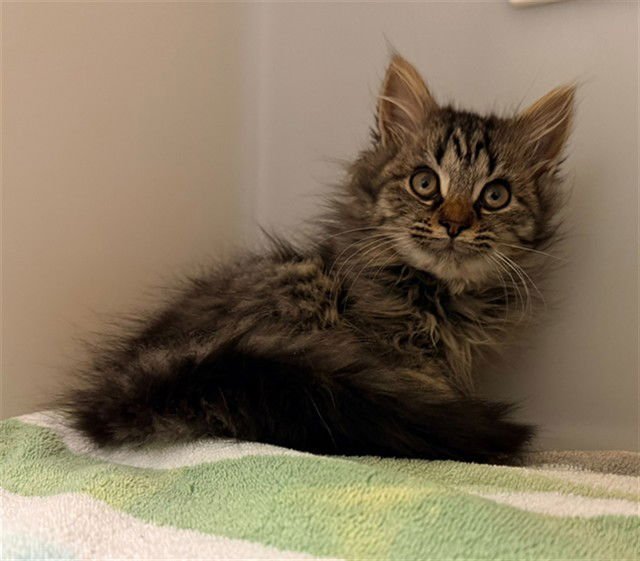 DAWN - Domestic Medium Hair available for adoption