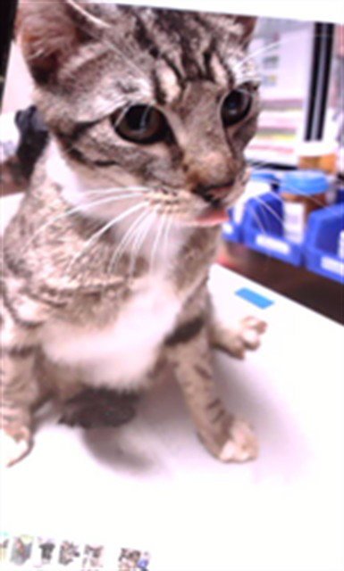 RILEY - Domestic Short Hair available for adoption